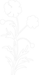 gillyflower outline