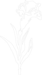 gladiolus outline