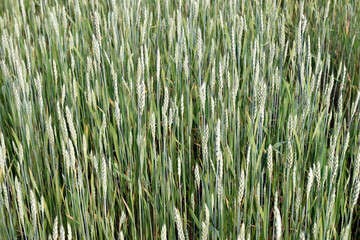 Field with ripening wheat. Background image.