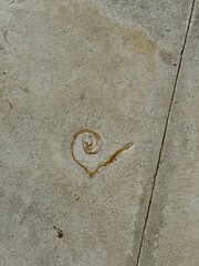 The embedded sea shells on the walking paths all throughout The Royal Bahamian Sandals Resort
