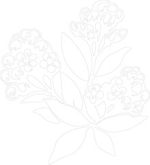 mountain laurel outline