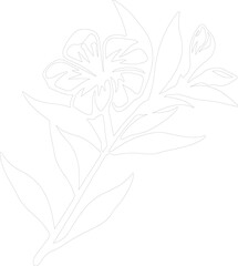oleander outline