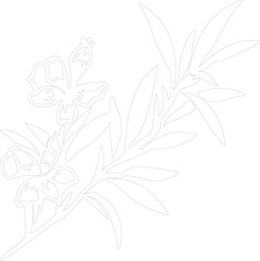 oleander outline
