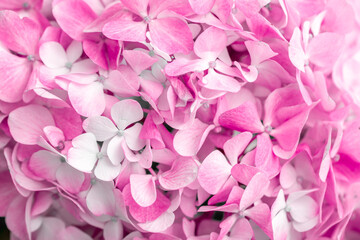 Obraz premium Pink flowers close up. Bouquet of purple flowers. City flower beds, a beautiful and well-groomed garden with flowering bushes.