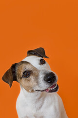 Dog. Jack Russell terrier. Portrait of a cute smiling dog on an orange background.
