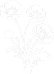 Fototapeta premium ranunculus outline
