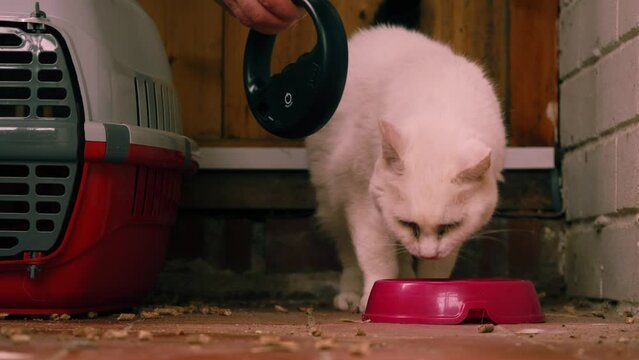 Animal rescue volunteer scans lost cat microchip 