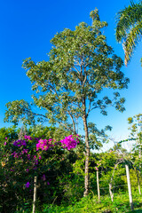 Tropical rural landscape. Garden. Trees. Palm trees. Blue sky with clouds. Space for advertising. Vertical.