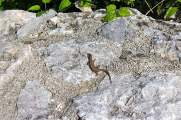 The lizard lies on light stones on a green background and basks in the sun