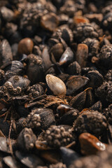 White clam seashell isolated amongst brown mussels on a beach, sea shell wallpaper