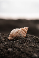 Screw seashell on a beach landscape, sea shell wallpaper