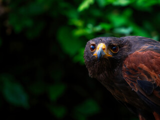 Close up of a Parabuteo unicinctus Harris's Hawk. Golden Eagle - Aquila chrysaetos, flying over grassy area