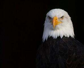 Close, detailed photograph of an adult Bald Eagle against a black backdrop