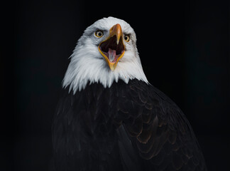 Close, detailed photograph of an adult Bald Eagle screaming against a black backdrop in British Columbia, Canada.