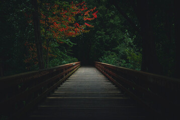 Leaves over a wooden foot bridge begin to reveal their vibrant fall colours deep in the forests...