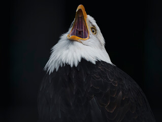 Close, detailed photograph of an adult Bald Eagle screaming against a black backdrop in British Columbia, Canada.