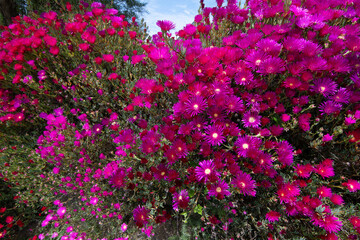 Obraz premium Magnifiques fleurs Ficoïdes en bordure de route en Bretagne