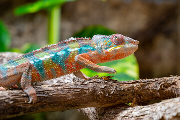 A vividly colored chameleon is perched on a branch, blending with the surrounding foliage.
