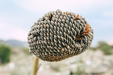 sunflower seeds