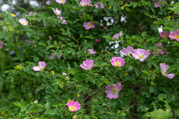Flowering rosehip bush in the garden. Concept of use in perfumery