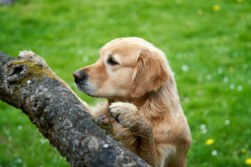 A young golden retriever is looking for a treat placed on a tree