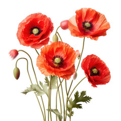 Fototapeta premium Red Poppies with Green Stems on Isolated Background for Botanical Nature Prints and Floral Design