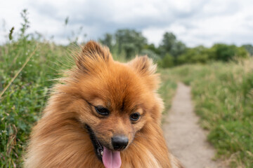 Red Spitz dog for a walk in the park. Spitz dog close up.