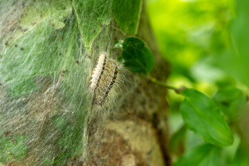 Parasitic oak procession moth caterpillars on an infected tree. Insect attack in the city, environmental problem.