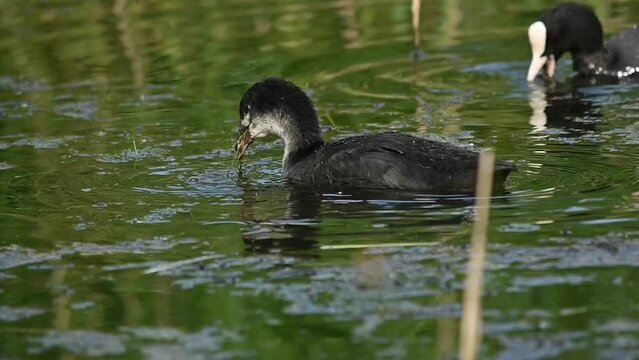 juvenile coot with grey feathers swimming, foraging in a swamp in Bourgoyen nature reserve, Ghent, Flanders, Belgium