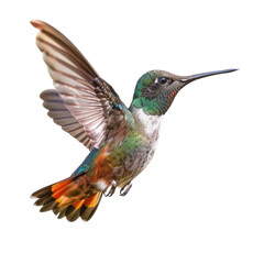Obraz premium Broad Billed Hummingbird on transparent background