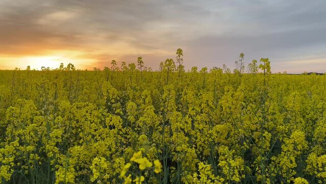 sunset over the field