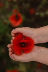 Beautiful red Poppy flower in the Childs hands