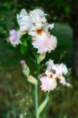 Bearded iris Frappe, very pale strawberry pink color, iris in summer sunny garden