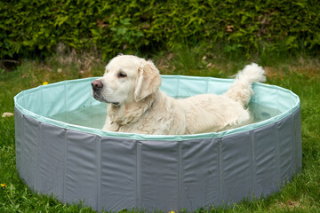 A white young male golden retriever is cooling himself down in the pool in the garden during a hot summer day