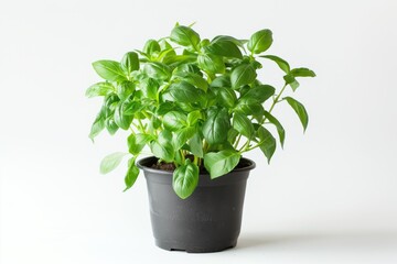 Fototapeta premium Fresh green basil plant in black pot on white background