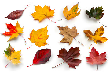 Obraz premium Collection of multicolored fallen autumn leaves isolated on white background