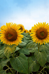Yellow sunflower with blue summer sky