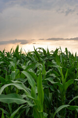 Field of young green corn