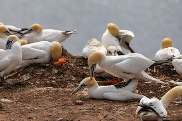 Obraz premium gannets on an island