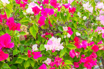 Floral background of red and pink bougainvillea. Tropical Flowers and Foliage