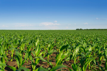 Field of young green corn