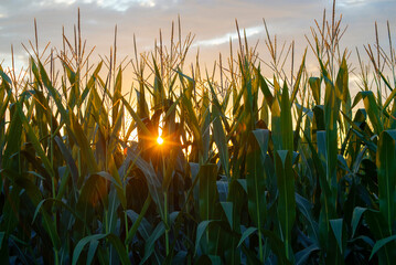 Agriculture corn field under a sunset sky © Zsolt