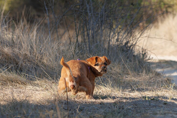 Pequeño perro cagando en el campo 
