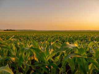 Agriculture corn field under a sunset sky