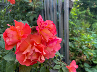 Beautiful Climbing pink roses on vintage fence
