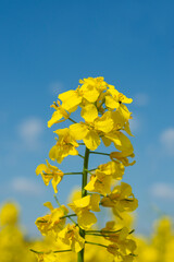Blooming yellow canola flowers close up