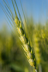 Young green wheat spikelet agricultural concept