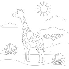Fototapeta premium giraffe
