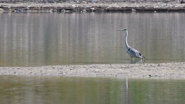 Garza real, Ardea cinerea, caminando sobre el agua del Pantano de Beniarres durante el ejercicio de pesca, Espa&ntilde;a