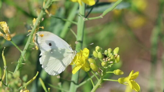Mariposa de la col hembra, Pieris brassicae, comiendo flor de mostaza blanca (Sinapis alba). Beniarr&eacute;s, Espa&ntilde;a